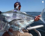PESCA con JIGS - multi-especies   Tips de jigging con Snook Mafia